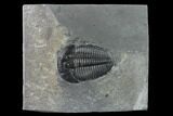 Giant Elrathia Trilobite Fossil - Utah - House Range #140166-1